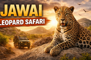 Team retreat in Jawai with colleagues enjoying safari and luxury camp experience